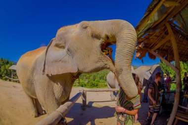 Chiang Rai, Tayland - 01 Şubat 2018: büyük fil orman kutsal Chiang Mai bir salkım muzu açık sandığı ile yemek görünümünü şaşırtıcı