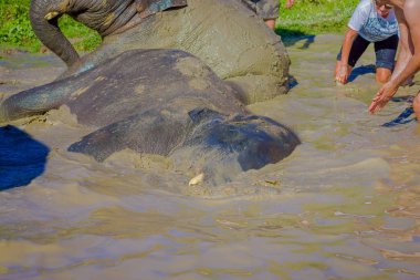 Chiang Rai, Tayland - 01 Şubat 2018: Açık kimliği belirsiz aileye yakın orman kutsal, fil spa, filler ile banyo Enjoy büyük filler görünümünü