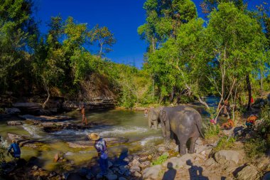 Chiang Rai, Tayland - 01 Şubat 2018: Açık görünümü filler fil orman sığınak, suda oynarken mutlu Grubu'nun. Chiang Mai ile bazı turizm