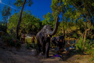 Chiang Rai, Tayland - 01 Şubat 2018: Büyük fil, fil orman sığınak yakın turist bir grup. Onlar yerel fil eğitmen gelen yardım alma