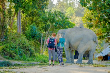 Chiang Rai, Tayland - 01 Şubat 2018: birkaç yürüyen genç bir fil kutsal alan, fil ormanda Chiang arkasında, bir ormanda doğada yakın açık görünüm şaşırtıcı