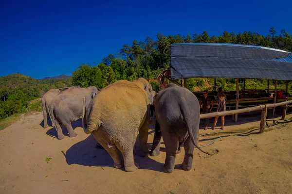 Chiang rai, thailand - 01. Februar 2018: wunderschöne Ansicht von Unbekannten in der Nähe von 5 riesigen Dickhäuter-Elefanten im Dschungel-Heiligtum in chiang mai — Stockfoto