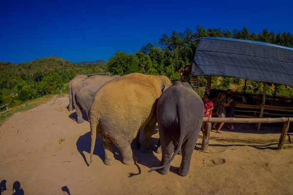 Chiang Rai, Tajlandia - 01 lutego 2018: Piękne nad widokiem niezidentyfikowanych osób blisko 5 pachyderm ogromne słonie w dżungli sanktuarium w Chiang Mai — Zdjęcie stockowe