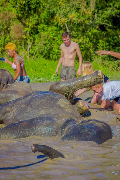 Chiang Rai, Tajlandia - 01 lutego 2018: Piękny widok zewnątrz cudzoziemca turystycznych mają aktywność doświadczenie lokalnego stylu życia i kąpieli ze słoniem. Słynny aktywność dla turystów — Zdjęcie stockowe