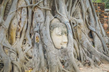 Wat Mahathat incir ağacı tarafından büyümüş Buda baş açık bakış. Ayutthaya Tarih Parkı