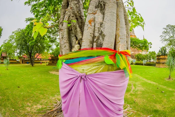 Primer plano del enfoque selectivo del hermoso Buda en un árbol en la provincia de Ayutthaya — Foto de Stock