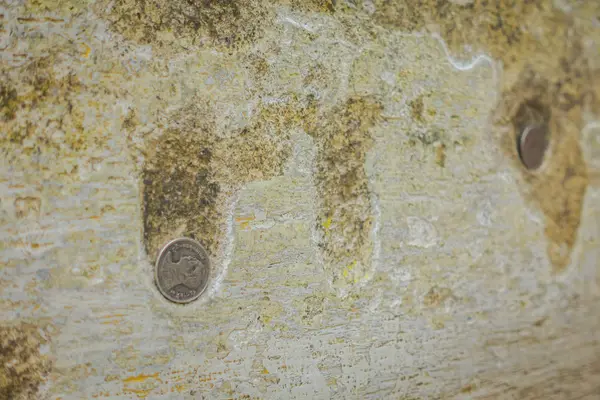 大城府, 泰国, 2月, 08, 2018: 在历史公园大城府的一栋大楼内的一个石头背景下的硬币选择焦点关闭 — 图库照片