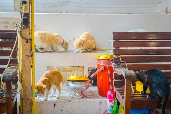 AYUTTHAYA, THAILAND, FEBRUARY, 08, 2018: Indoor view of many beautiful cats inside the building, eating and playing at Wat Phanan Choeng temple in Ayutthaya, Thailand — стоковое фото