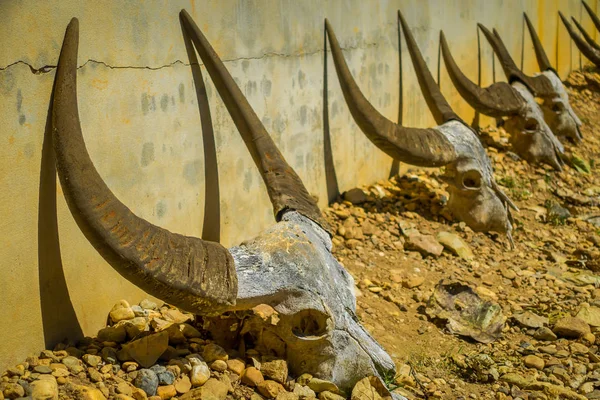 Cráneo de búfalo se colocan alrededor de Drum Pavilion en Baandam Museum Black House, creado y diseñado por Thawan Duchanee — Foto de Stock