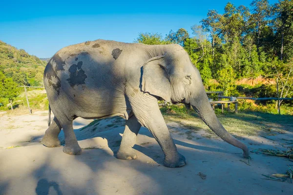 Vue extérieure d'un énorme éléphant marchant dans un sanctuaire de la jungle à Chiang Mai — Photo