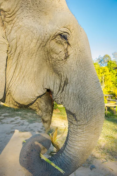 Primer plano del enfoque selectivo del ojo, boca y tronco del elefante de una enorme hembra que come, en un santuario de la selva en Chiang Mai durante un día soleado — Foto de Stock