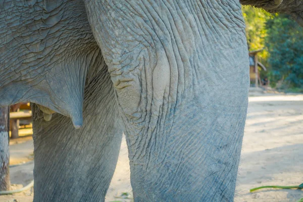 Primer plano del enfoque selectivo de las ubres de elefante en un santuario de la selva en Chiang Mai durante un día soleado — Foto de Stock