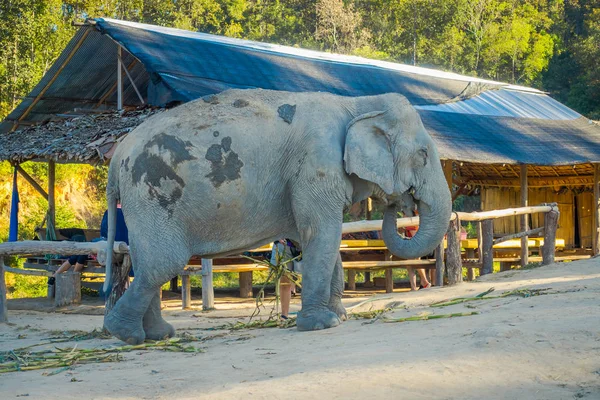 Bela vista ao ar livre de paquiderme elefante enorme andando perto de uma cabana de madeira localizada dentro do Santuário da Selva em Chiang Mai em um lindo céu azul — Fotografia de Stock