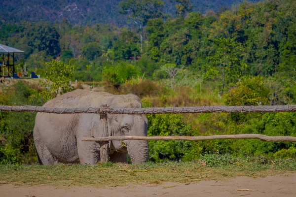 치앙마이, 정글 성소에서 푸른 하늘 가진 화려한 화창한 날에 걷는 아름 다운 거 대 한 코끼리의 전면 보기 — 스톡 사진