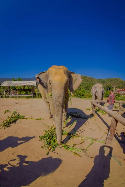 Framifrån av vacker stor elefant djungel Sanctuary i Chiang Mai, i en vacker solig dag med blå himmel — Stockfoto