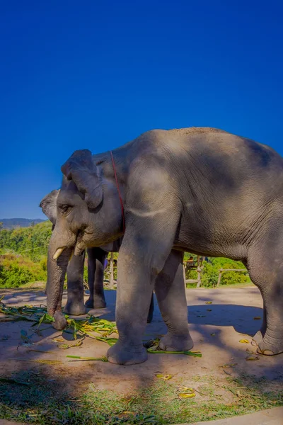 Increíble vista al aire libre de 2 hermosos elefantes enormes comiendo en un santuario de la selva en Chiang Mai, en un hermoso día soleado con cielo azul — Foto de Stock