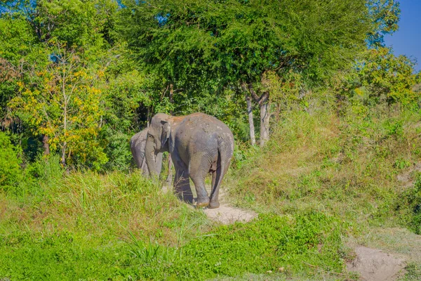 Außenansicht der riesigen Elefanten zu Fuß nach einem erfrischenden Bad mit Schlamm in Dschungel-Zufluchtsort, Elefanten-Wellness, genießen Sie ein Bad in chang mai — Stockfoto