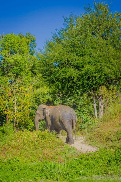 Vue extérieure d'énormes éléphants marchant après un bain rafraîchissant avec de la boue dans le sanctuaire de la jungle, spa Elephant, profiter de la baignade à Chang Mai — Photo