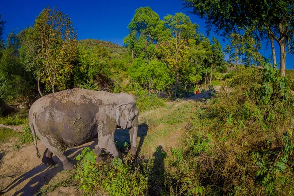Außenansicht der riesigen Elefanten zu Fuß nach einem erfrischenden Bad mit Schlamm in Dschungel-Zufluchtsort, Elefanten-Wellness, genießen Sie ein Bad in chang mai — Stockfoto