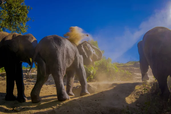 Vista al aire libre de los elefantes jóvenes caminando cerca de la orilla del río en la naturaleza, en el santuario de la selva elefante, durante un hermoso día soleado con un cielo azul en Chiang Tailandia — Foto de Stock
