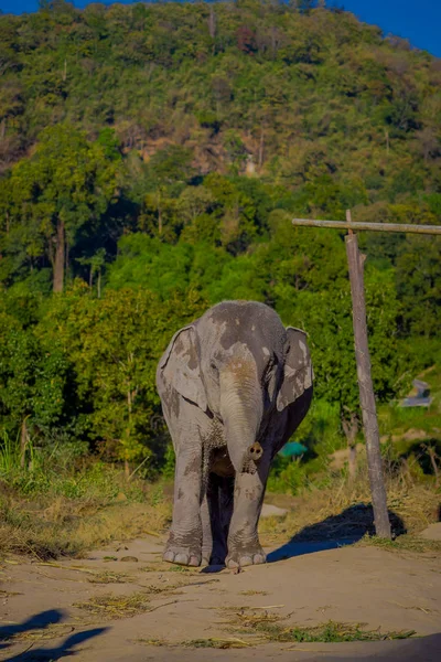 Belle vue extérieure d'un jeune éléphant marchant dans la nature, dans le sanctuaire de la jungle d'éléphants, avec une forêt derrière, à Chiang — Photo