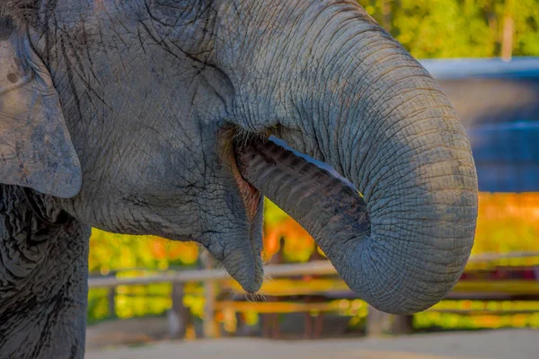 Close up de cabeça de elefante jovem com o tronco na boca, em um fundo de floresta turva, no Santuário da selva de elefantes, em Chiang — Fotografia de Stock