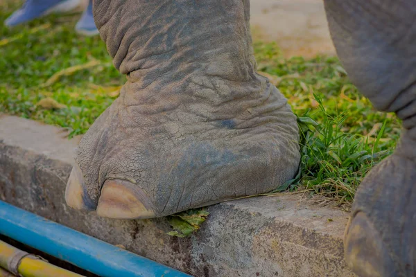 Primer plano de un elefante al aire libre en un santuario de la selva en Chiang Mai — Foto de Stock
