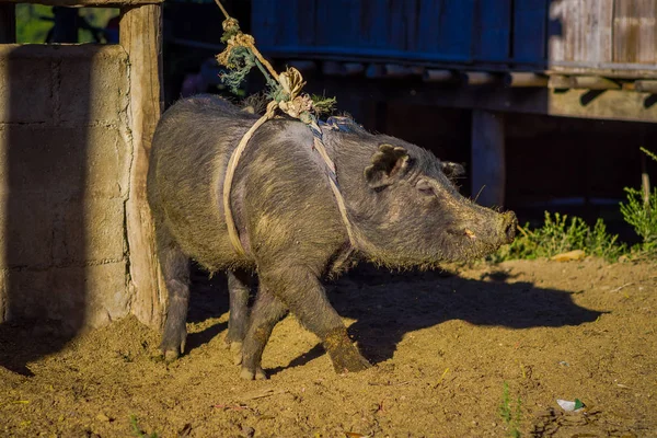 Primer plano de un cerdo negro al aire libre con una cuerda alrededor del cuerpo, en Elephant jungle Sanctuary, en Chiang —  Fotos de Stock