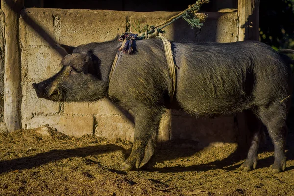 Gros plan d'un cochon noir à l'extérieur avec une corde aropund du corps, dans le sanctuaire de la jungle d'éléphants, à Chiang — Photo