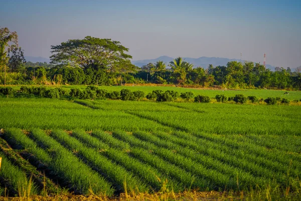 Bela vista ao ar livre fo campos plantação de arroz localizado no Triângulo Dourado. Coloque no rio Mekong, que faz fronteira com três países Tailândia, Mianmar e Laos — Fotografia de Stock