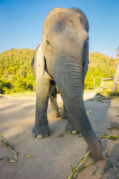 Vue extérieure d'une énorme éléphant femelle marchant dans un sanctuaire de la jungle à Chiang Mai pendant une journée ensoleillée avec un ciel bleu — Photo