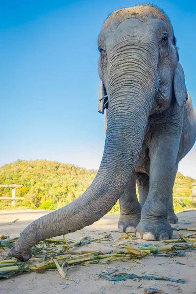 Ci-dessous vue d'une énorme éléphant femelle marchant dans un sanctuaire de la jungle à Chiang Mai lors d'une journée ensoleillée avec un ciel bleu — Photo