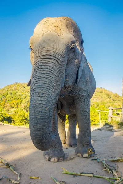 Vista ao ar livre de enorme elefante fêmea andando em um santuário na selva em Chiang Mai durante um dia ensolarado com céu azul — Fotografia de Stock