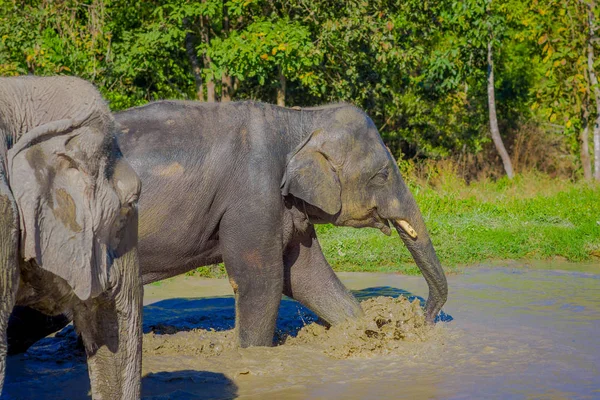 Hermosa vista al aire libre de enormes elefantes tomando un baño con barro en el santuario de la selva, Elefante spa, Disfrute de bañarse en Chang Mai — Foto de Stock
