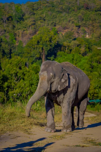 Zewnętrzny widok młodego słonia, spacery w przyrodzie, w jungle Elephant sanktuarium, z lasu za, w Chiang — Zdjęcie stockowe
