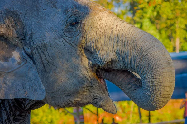 Acercamiento de la cabeza de elefante joven con su tronco en la boca, en un fondo borroso del bosque, en el santuario de la selva de elefantes, en Chiang — Foto de Stock