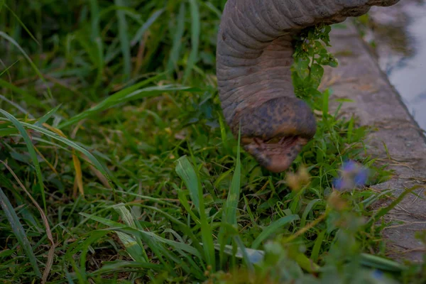 Close-up de um tronco de elefante comendo grama em um santuário na selva em Chiang Mai — Fotografia de Stock