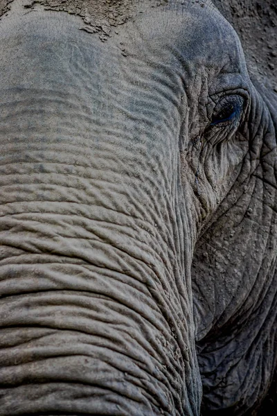 Retrato de enfoque selectivo de la cabeza de elefante joven con un fondo borroso del bosque, en el santuario de la selva de elefantes, en Chiang — Foto de Stock