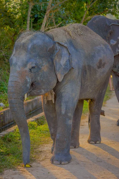 Belle vue extérieure d'un jeune éléphant heureux marchant dans la nature, dans le sanctuaire de la jungle d'éléphants, avec une forêt derrière, à Chiang — Photo