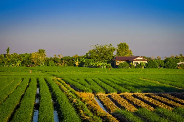 Vista ao ar livre fo campos plantação de arroz localizado no Triângulo Dourado. Coloque no rio Mekong, que faz fronteira com três países Tailândia, Mianmar e Laos — Fotografia de Stock