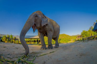 Aşağıda genç fil yürüyüşün doğada, Sanctuary, Chiang Tayland'da fil ormanda nehir kıyısına yakın görünümü