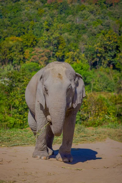Vista frontal do belo e enorme santuário da selva de elefantes em Chiang Mai, em um lindo dia ensolarado com céu azul — Fotografia de Stock