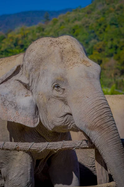 Gros plan d'un énorme éléphant triste derrière une clôture en bois dans le sanctuaire de la jungle des éléphants à Chiang Mai, dans un fond de nature flou — Photo