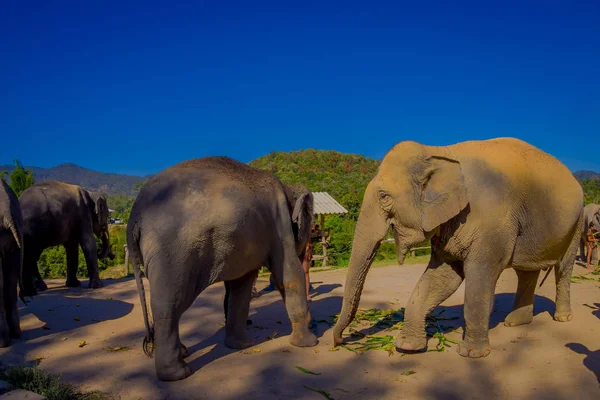 Erstaunliche Außenansicht von 4 schönen riesigen Elefanten essen in einem Dschungel-Heiligtum in Chiang Mai, in einem herrlichen sonnigen Tag mit blauem Himmel — Stockfoto