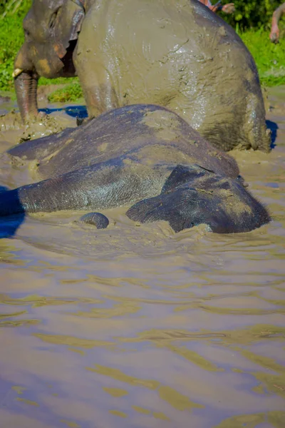 Vue extérieure d'énormes éléphants prenant un bain avec de la boue dans le sanctuaire de la jungle, spa pour éléphants, profiter de la baignade à Chang Mai — Photo