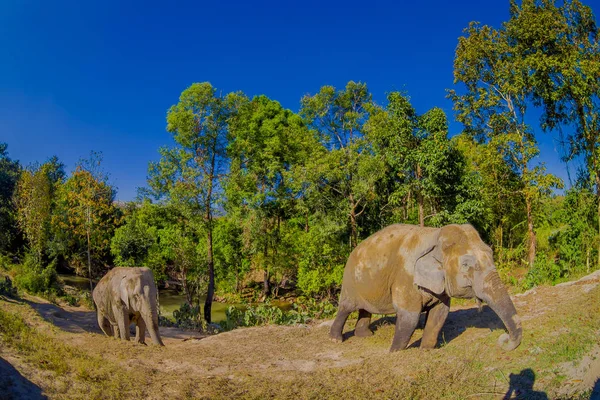 The Young Elephant walk near the riverbank in the nature, in Elephant jungle Sanctuary, in Chiang Thailand — Stock Photo, Image