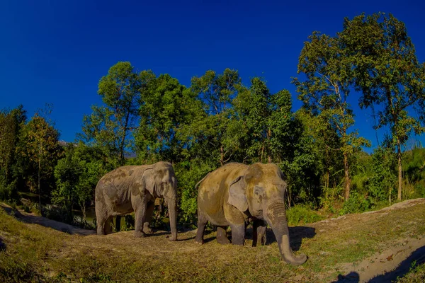 Der junge Elefant wandert in der Nähe des Flussufers in der Natur, im Elefantendschungel-Schutzgebiet, in Chiang Thailand — Stockfoto