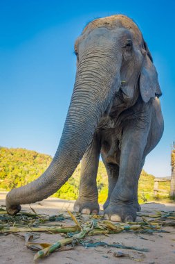 Aşağıda büyük güzel kadın filin Chiang Mai bir orman kutsal mavi gökyüzü ile güneşli bir gün boyunca yürüyüş görünümü