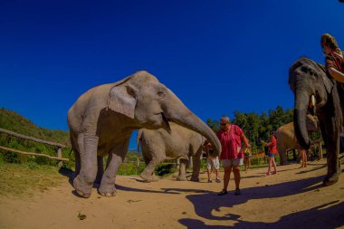 Chiang Rai, Tayland - 01 Şubat 2018: Chiang Mai orman kutsal mavi bir gökyüzü güneşli bir günde sırasında büyük resmi fil yakın fotoğraf çekmeye tanımlanamayan kişi