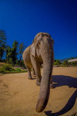 Güzel büyük fil orman sığınak Chiang Mai, mavi gökyüzü ile güzel bir güneşli gün önden görünümü